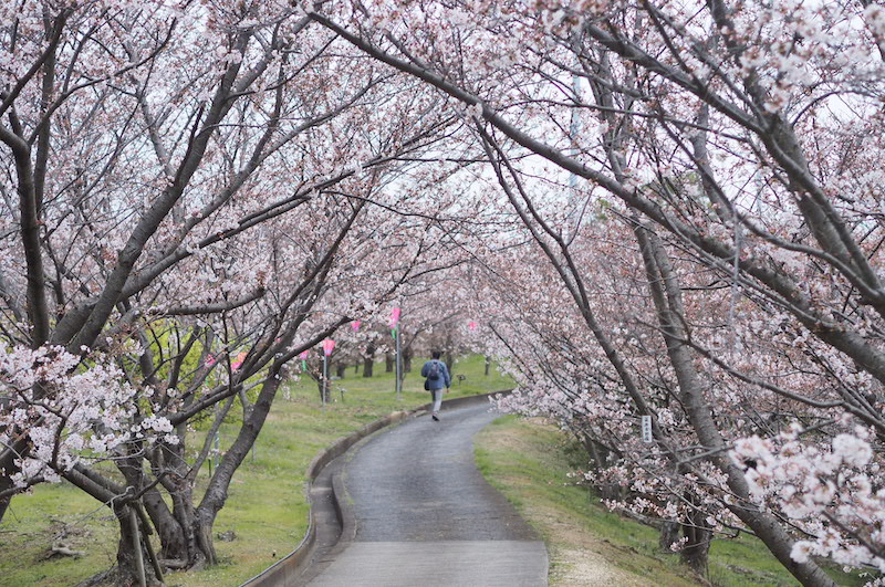 城山桜公園