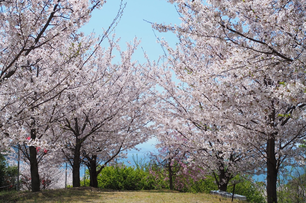 城山桜公園