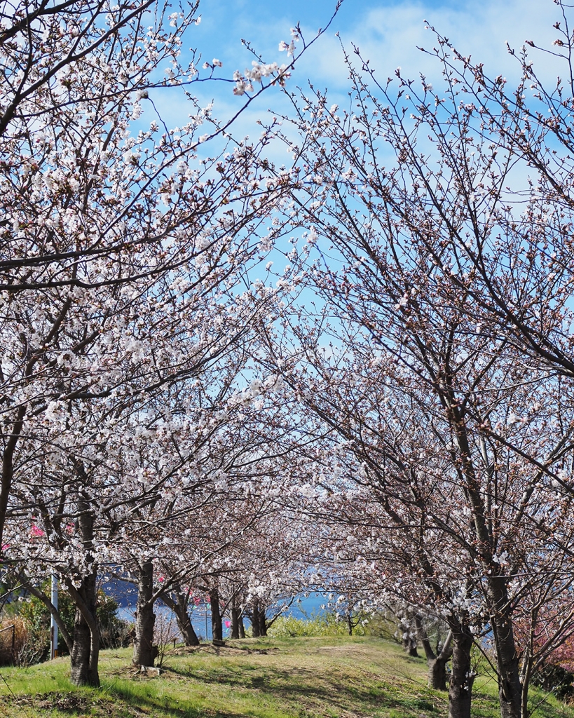 城山桜公園