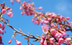 舘山寺桜