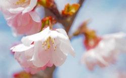 常光寺桜