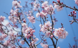 江戸彼岸桜