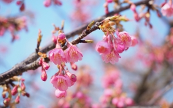 舘山寺桜