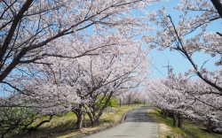 城山桜公園