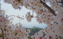 城山桜公園