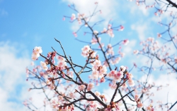 寒桜