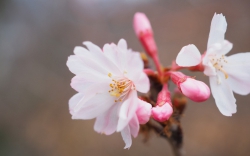 十月桜