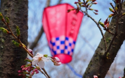 城山桜公園