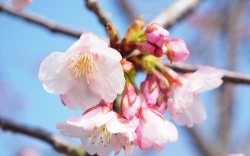 常光寺桜