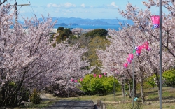 城山桜公園