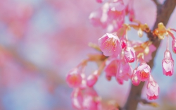 舘山寺桜