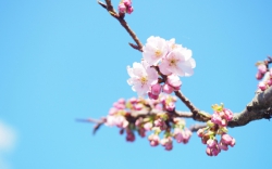 常光寺桜