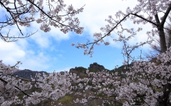 山麓にある山岳霊場の染井吉野_03.29