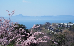 常光寺桜