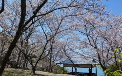 城山桜公園