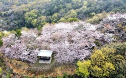 城山桜公園