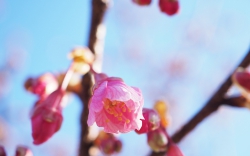 舘山寺桜