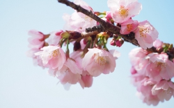 常光寺桜