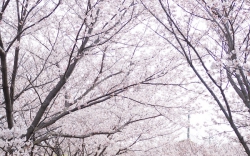 城山桜公園