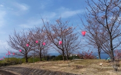 城山桜公園