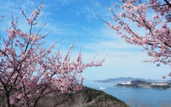 常光寺桜