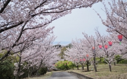 城山桜公園