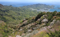 04.08_四方指大観峰の山桜