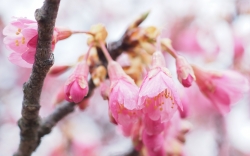 舘山寺桜