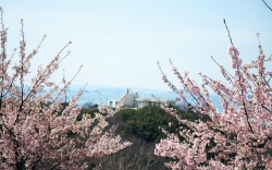 常光寺桜