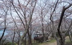 城山桜公園