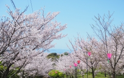 城山桜公園