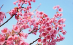 舘山寺桜